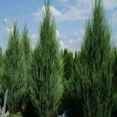 Можжевельник СКАЙРОКЕТ  скальный в Волковыске