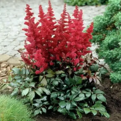 Астильба МОНТГОМЕРИ японская в Волковыске