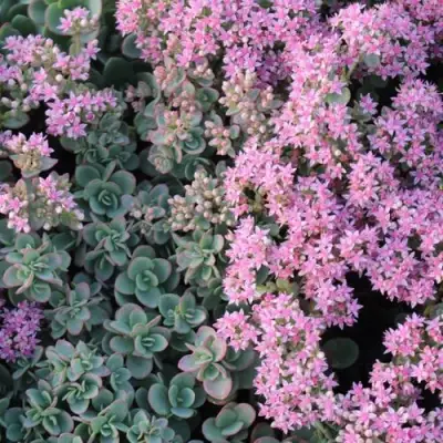 Очиток (седум) САНСПАРКЛЕР ЛАЙМ ЗИНГЕР в Волковыске