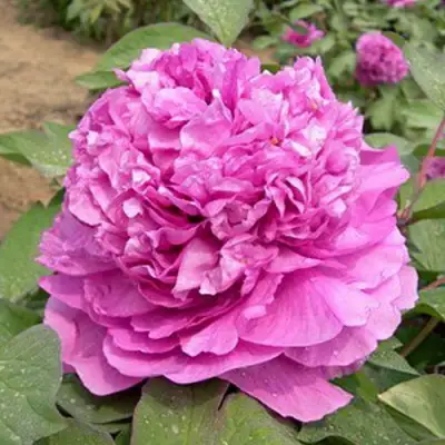 Пион ОРНАМЕНТ древовидный в Волковыске