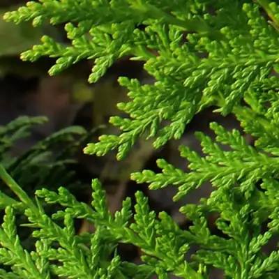 Туя восточная в Волковыске