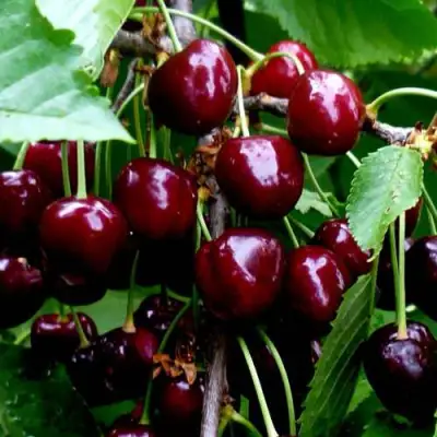 Черешня РЕВНА в Волковыске