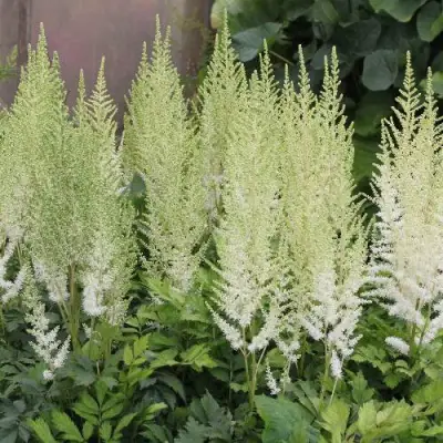 Астильба ДИАМАНТ Арендса в Волковыске