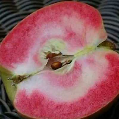 Яблоня ПИНК ПЕРЛ в Волковыске