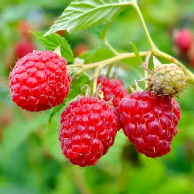 Малина РУБИФОЛ в Волковыске