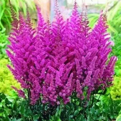 Астильба ПЕПЛ РЕЙН гибридная в Волковыске