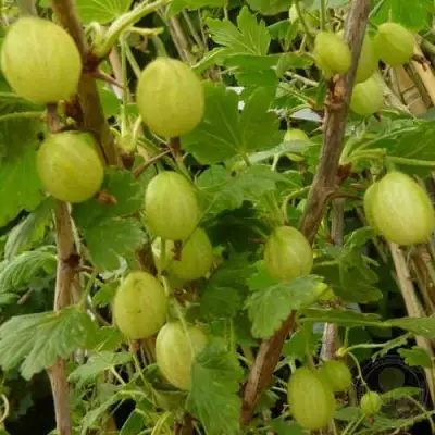 Крыжовник ИНВИКТА в Волковыске