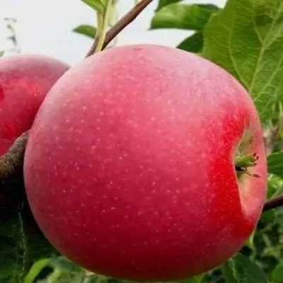 Яблоня АЙДАРЕД в Волковыске