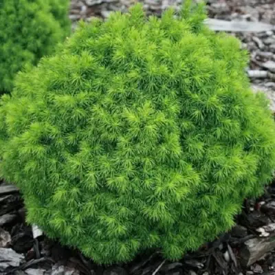 Ель АЛЬБЕРТА ГЛОБ сизая в Волковыске