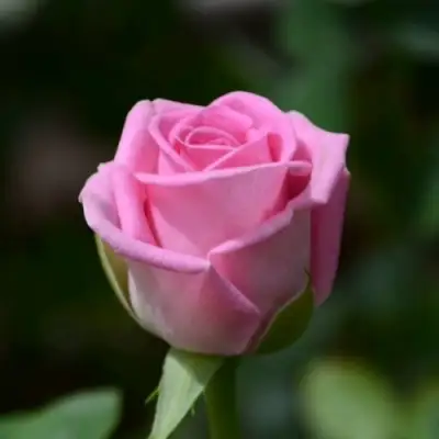 Роза АКВА чайно-гибридная в Волковыске