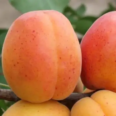 Абрикос ОЛИМП в Волковыске