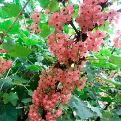 Смородина белая ПРЫГАЖУНЯ (РОЗОВАЯ) в Волковыске