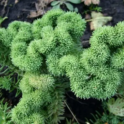 Очиток (седум) КРИСТАТУМ отогнутый в Волковыске