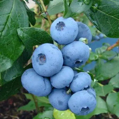 Голубика ТОРО в Волковыске