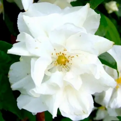 Жасмин РОЗАЦЕ в Волковыске