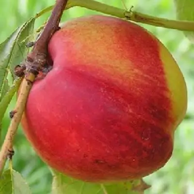 Нектарин СТАРК РЕД ГОЛД в Волковыске