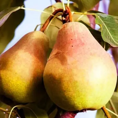 Груша СЛАДКАЯ ИЗ МЛИЕВА в Волковыске