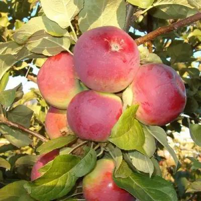 Яблоня ОРЛИК в Волковыске