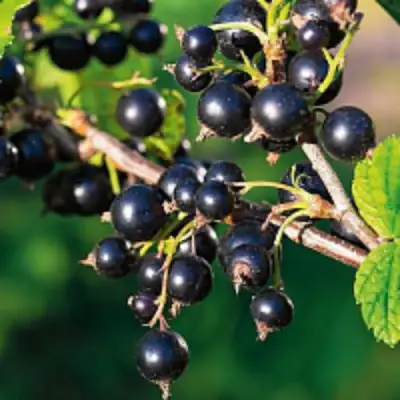 Смородина чёрная ЦЕРЕРА в Волковыске