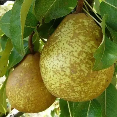 Груша ГЕНЕРАЛ ЛЕКЛЕРК в Волковыске