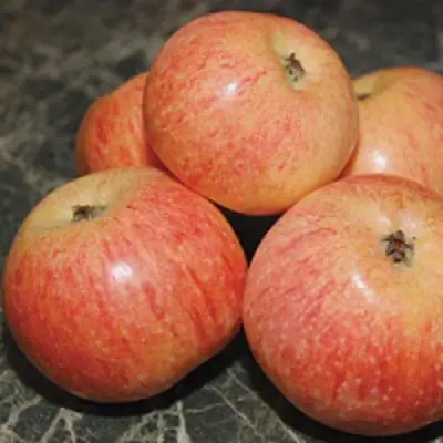 Яблоня КОНФЕТНОЕ в Волковыске