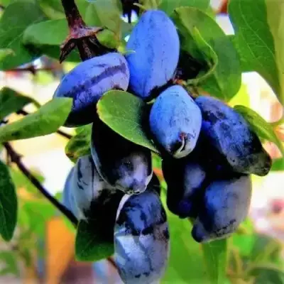 Жимолость съедобная БЛУ ТРЕЖЭ (ГОЛУБОЕ СОКРОВИЩЕ) в Волковыске