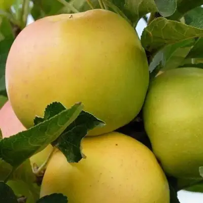 Яблоня БАНАНОВОЕ в Волковыске