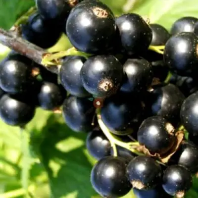 Смородина чёрная ДЕЛИКАТЕСНАЯ в Волковыске