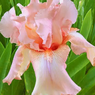 Ирис ПАТИ ДРЕСС бородатый в Волковыске