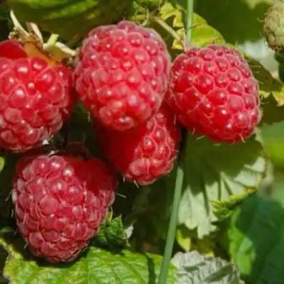 Малина ПРИМАРА в Волковыске