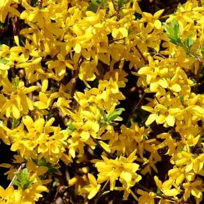 Форзиция ЛЕДНОГОРА промежуточная в Волковыске