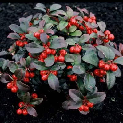 саженцы гаультерии