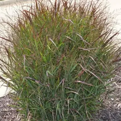 Просо ШЕНАНДО прутьевидное в Волковыске