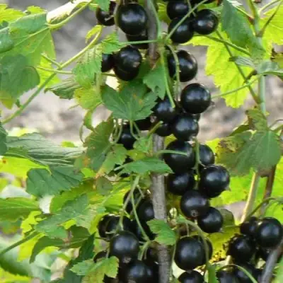 Смородина чёрная ДАБРАДЗЕЯ в Волковыске