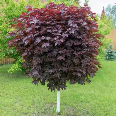 Клен красный в Волковыске