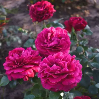 Роза БЕЛЬВЬЮ чайно-гибридная в Волковыске