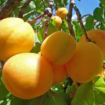 Абрикос ЖИГУЛЕВСКИЙ СУВЕНИР в Волковыске
