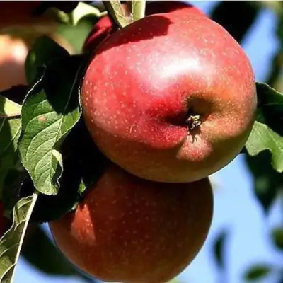 Яблоня АНТЕЙ КИЕВСКИЙ колонновидная в Волковыске