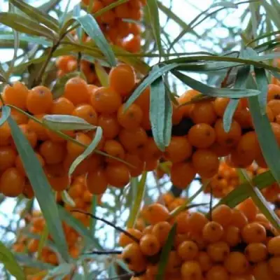 Облепиха БОТАНИЧЕСКАЯ в Волковыске