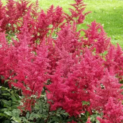 Астильба СКАЙСКРЕЙПЕР китайская в Волковыске