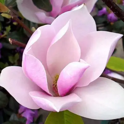 Магнолия АЛЕКСАНДРИНА  в Волковыске