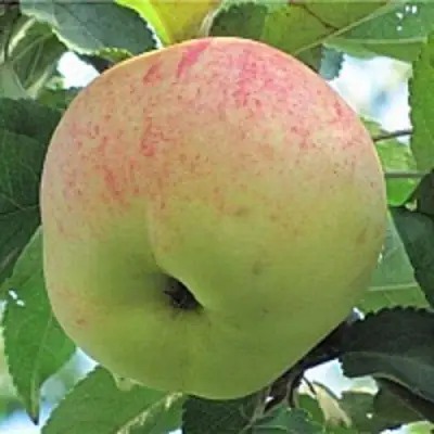 Яблоня ЛЕТНЕЕ СЛАДКОЕ в Волковыске