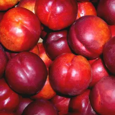 Нектарин МЕДВЕДЕВСКИЙ в Волковыске