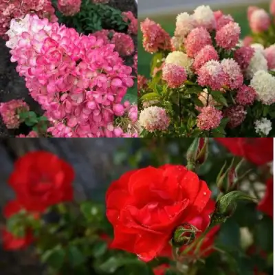 Комплект РОЗОВЫЙ ЗАКАТ в Волковыске