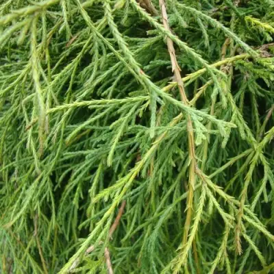 Кипарисовик ФИЛИФЕРА НАНА горохоплодный  в Волковыске