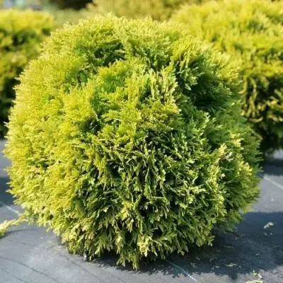 Туя ДАВИД западная в Волковыске