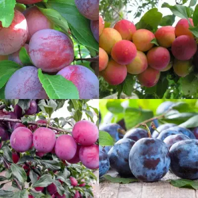 Комплект СЛИВОВЫЙ САД в Волковыске