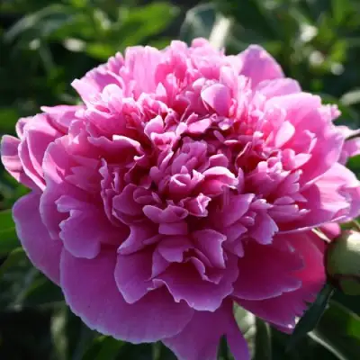 Пион ГОЛУБАЯ ХРИЗАНТЕМА травянистый в Волковыске