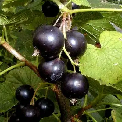 Смородина чёрная БИНАР в Волковыске