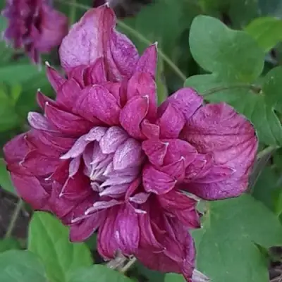 Клематис ПУРПУРЕА ПЛЕНА ЭЛЕГАНС в Волковыске